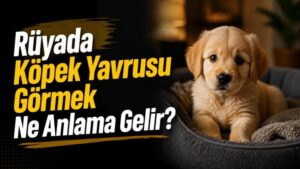 Rüyada Köpek Yavrusu Görmek Ne Anlama Gelir?