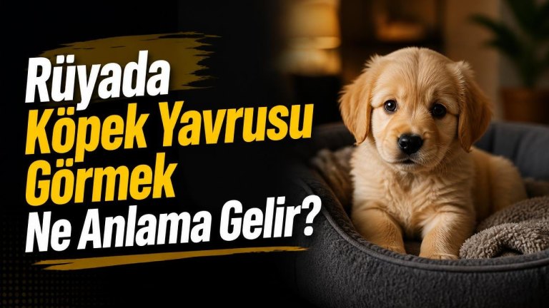 Rüyada Köpek Yavrusu Görmek Ne Anlama Gelir?