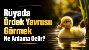 Rüyada Ördek Yavrusu Görmek Ne Anlama Gelir?