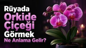 Rüyada Orkide Çiçeği Görmek Ne Anlama Gelir?