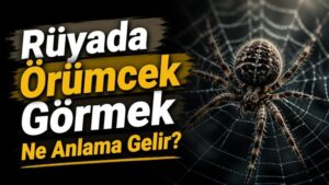 Rüyada Örümcek Görmek Ne Anlama Gelir?