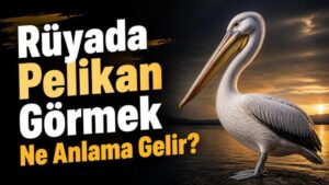 Rüyada Pelikan Görmek Ne Anlama Gelir?
