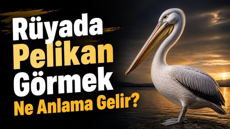 Rüyada Pelikan Görmek Ne Anlama Gelir?