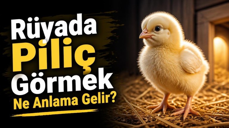 Rüyada Piliç Görmek Ne Anlama Gelir?