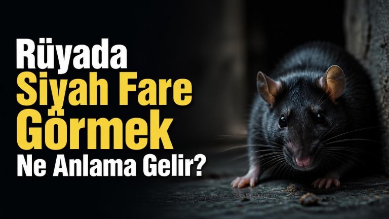 Rüyada Siyah Fare Görmek Ne Anlama Gelir?