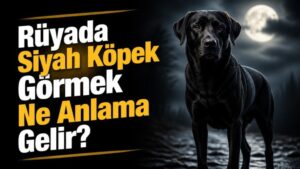 Rüyada Siyah Köpek Görmek Ne Anlama Gelir?