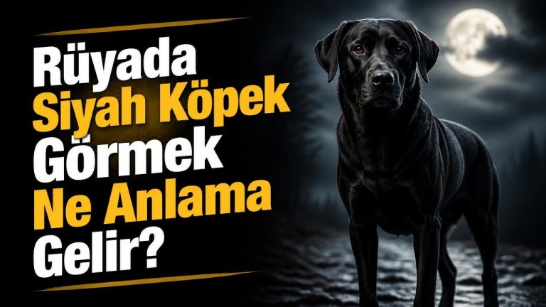 Rüyada Siyah Köpek Görmek Ne Anlama Gelir?