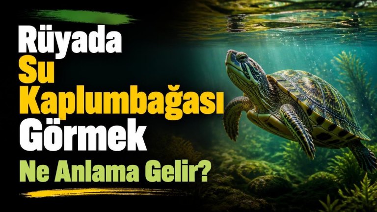 Rüyada Su Kaplumbağası Görmek Ne Anlama Gelir?
