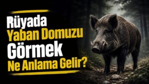 Rüyada Yaban Domuzu Görmek Ne Anlama Gelir?