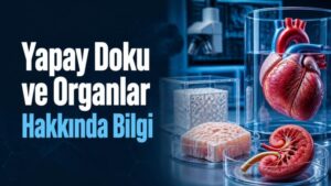 Yapay Doku ve Organlar Hakkında Bilgi